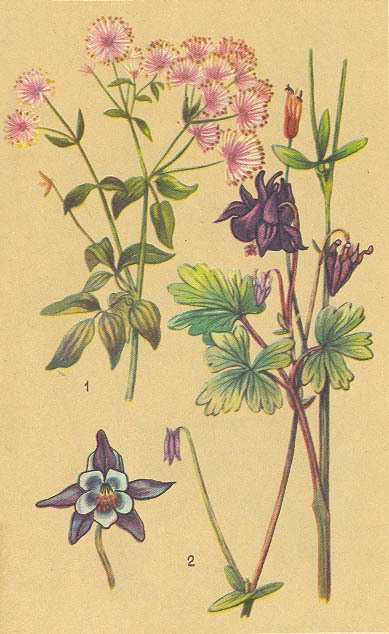 Загадки ядовитых растений - _15.jpg