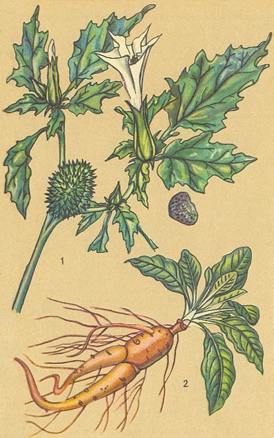 Загадки ядовитых растений - _21.jpg