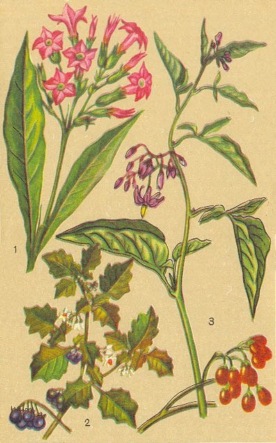 Загадки ядовитых растений - _22.jpg