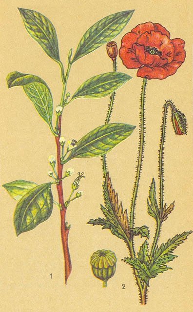 Загадки ядовитых растений - _23.jpg