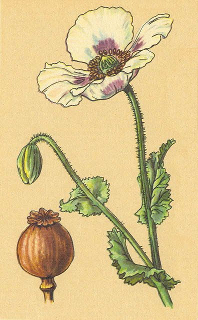 Загадки ядовитых растений - _24.jpg