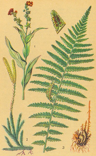 Загадки ядовитых растений - _5.jpg