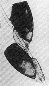 Тайные тропы носителей смерти - _8.jpg