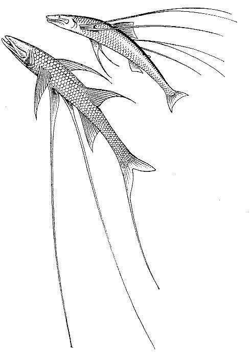 Море живёт - _61.jpg