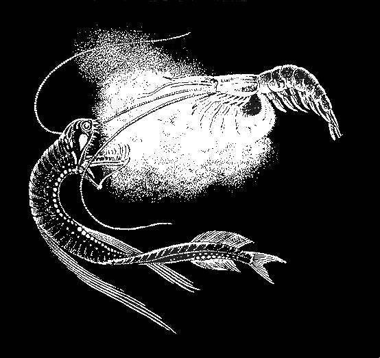 Море живёт - _58.jpg