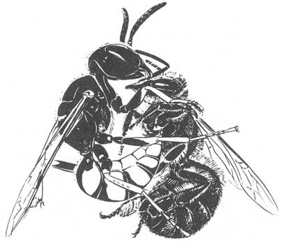 Из жизни пчёл - _115.jpg