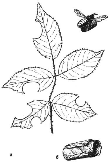 Из жизни пчёл - _121.jpg