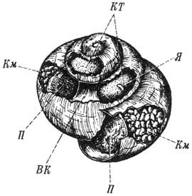 Из жизни пчёл - _122.jpg