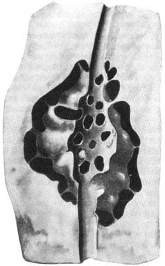 Из жизни пчёл - _125.jpg