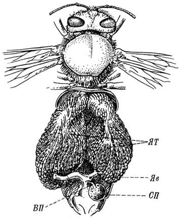 Из жизни пчёл - _30.jpg