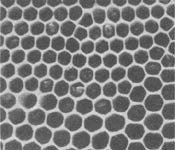 Из жизни пчёл - _31.jpg