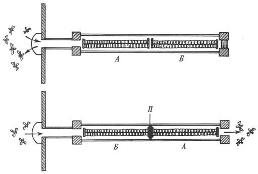 Из жизни пчёл - _38.jpg