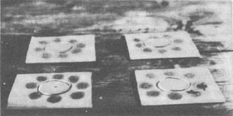 Из жизни пчёл - _42.jpg