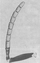 Из жизни пчёл - _44.jpg