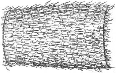 Из жизни пчёл - _45.jpg
