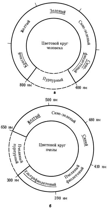 Из жизни пчёл - _51.jpg