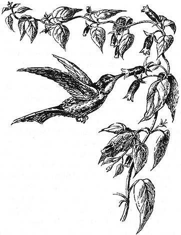 Из жизни пчёл - _52.jpg