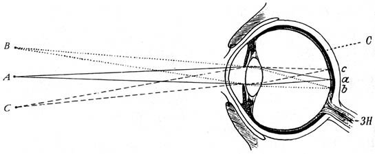 Из жизни пчёл - _58.jpg