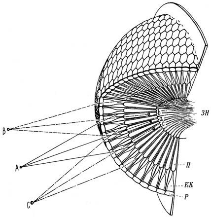 Из жизни пчёл - _59.jpg