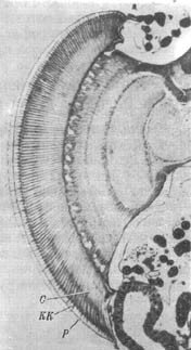 Из жизни пчёл - _60.jpg