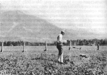 Из жизни пчёл - _80.jpg