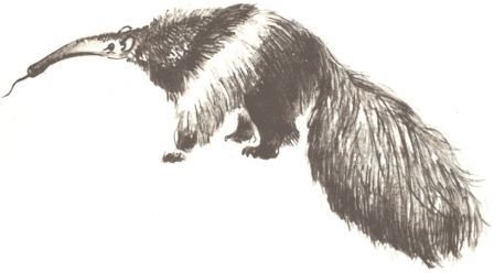 Занимательная зоология - doc2fb_image_0200001C.jpg