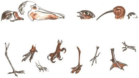 Занимательная зоология - doc2fb_image_0200001F.jpg