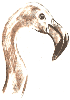 Занимательная зоология - doc2fb_image_03000020.png