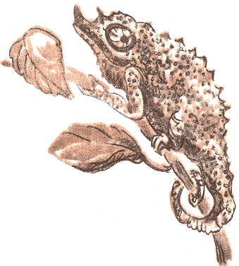 Занимательная зоология - doc2fb_image_03000038.png