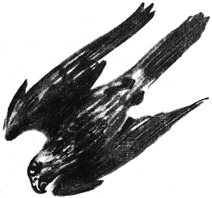 Занимательная зоология - doc2fb_image_0300003B.png