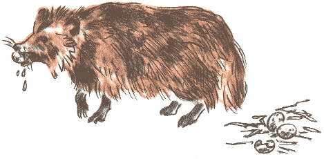 Занимательная зоология - doc2fb_image_0300005C.png