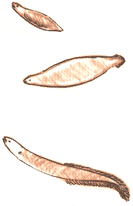 Занимательная зоология - doc2fb_image_03000069.png