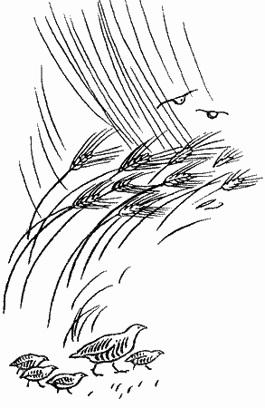 Природа донского края - i_025.png