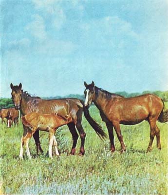 Природа донского края - i_032.jpg