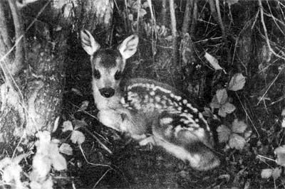 Природа донского края - i_035.jpg