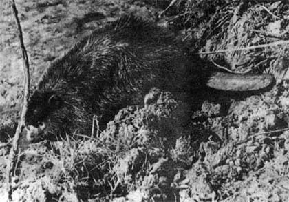 Природа донского края - i_038.jpg