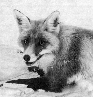 Природа донского края - i_039.jpg