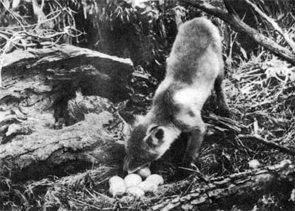 Природа донского края - i_040.jpg