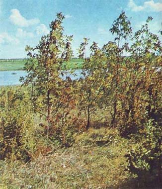 Природа донского края - i_043.jpg