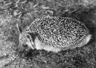 Природа донского края - i_047.jpg