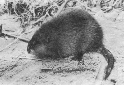 Природа донского края - i_054.jpg