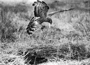 Природа донского края - i_076.jpg