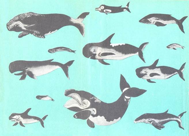 Кит - doc2fb_image_02000002.jpg