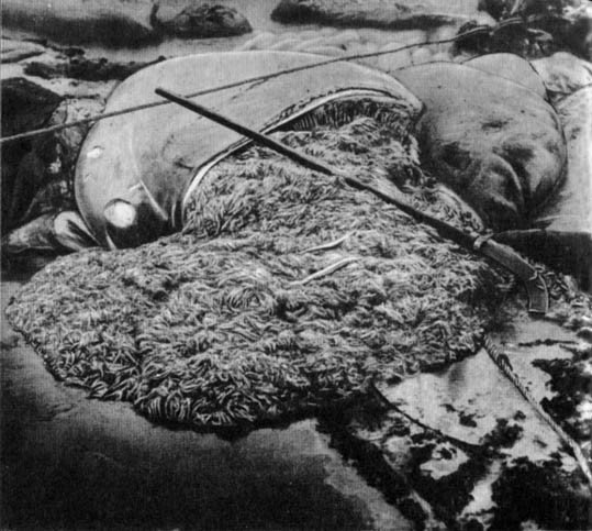 Кит - doc2fb_image_02000016.jpg