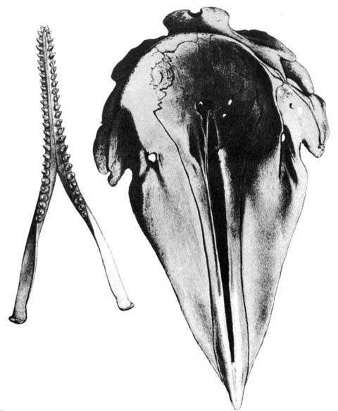 Кит - doc2fb_image_02000017.jpg