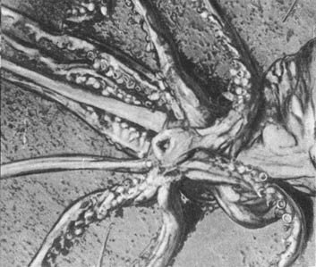 Кит - doc2fb_image_02000018.jpg