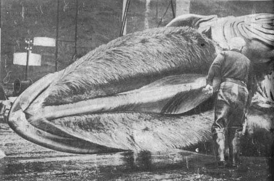 Кит - doc2fb_image_02000019.jpg