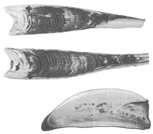 Кит - doc2fb_image_0200001A.jpg