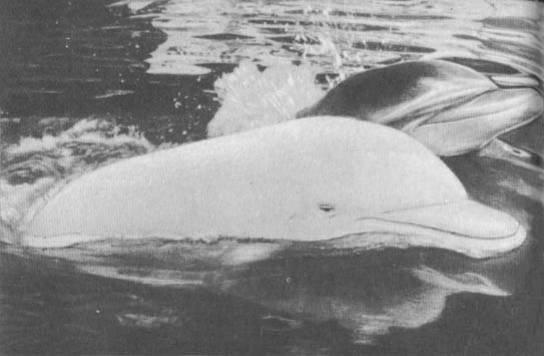 Кит - doc2fb_image_0200001B.jpg