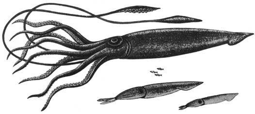 Кит - doc2fb_image_0200001C.jpg